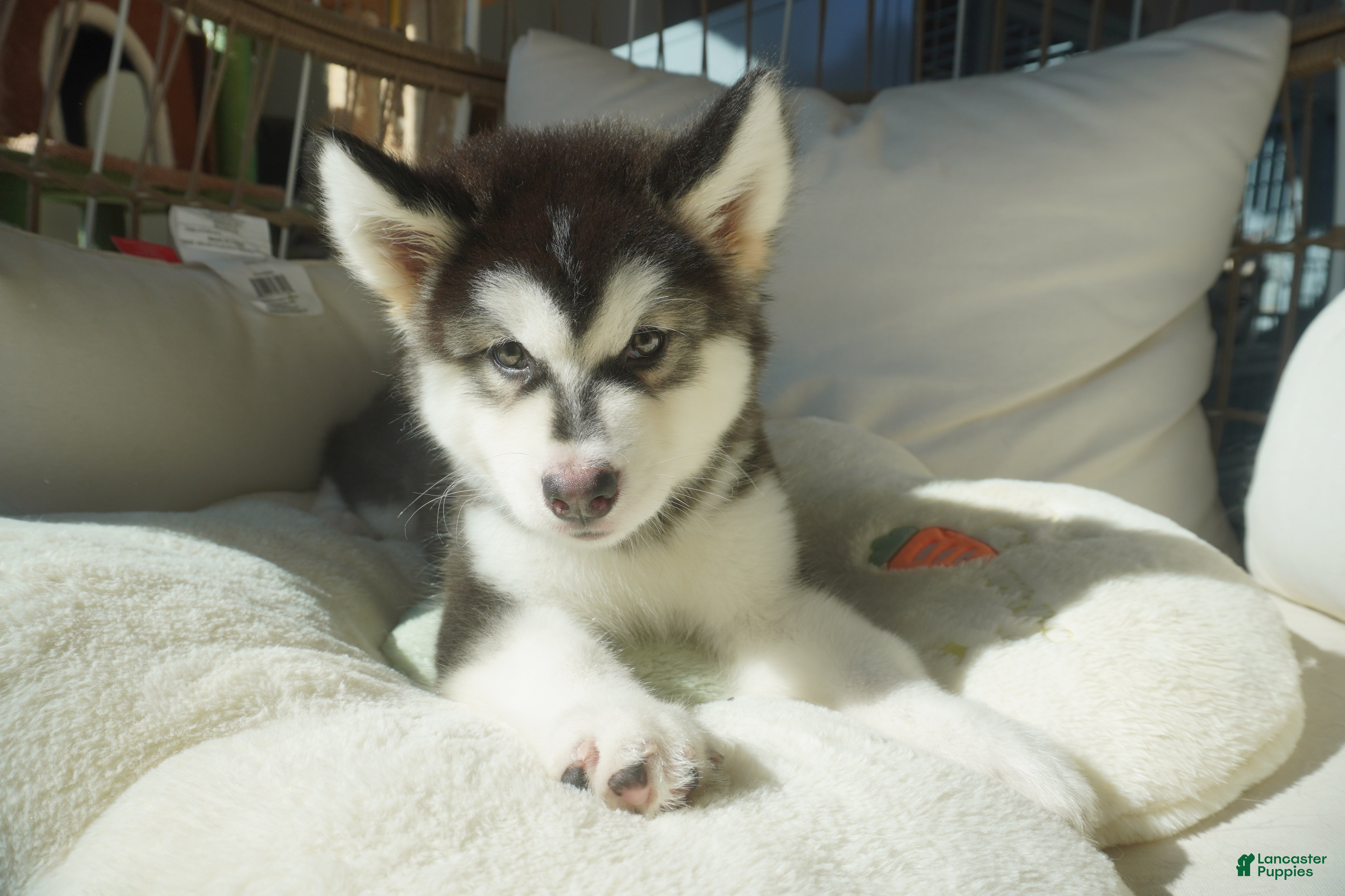 Alaskan Malamute dogs Saseme - Ad 8