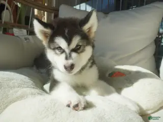 Alaskan Malamute dogs Saseme - Ad 8