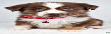Darcy
