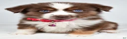 Miniature Australian Shepherd dogs for sale: Darcy - Ad 1