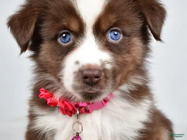 Miniature Australian Shepherd dogs for sale: Darcy - Ad 1