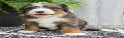 Mini Bernedoodle dogs for sale: Mini Jett - Ad 9