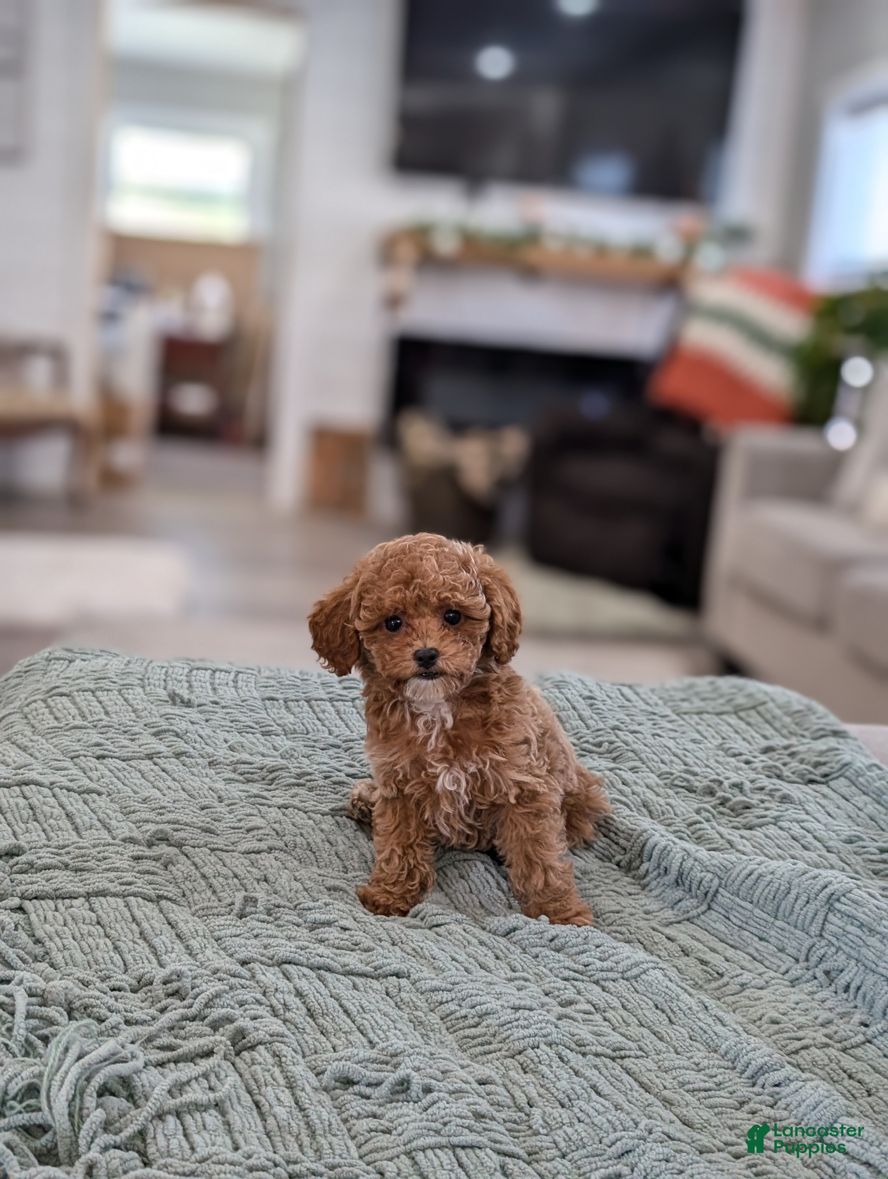 Toy Poodle dogs Autumn  - Ad 42