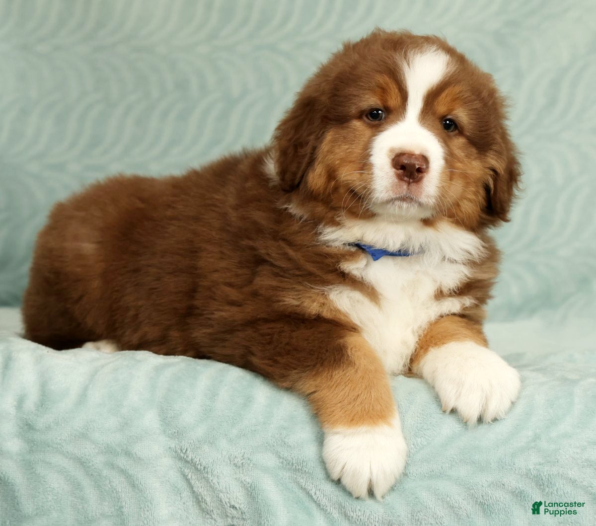 Australian Shepherd dogs for sale: Ranger - Ad 1
