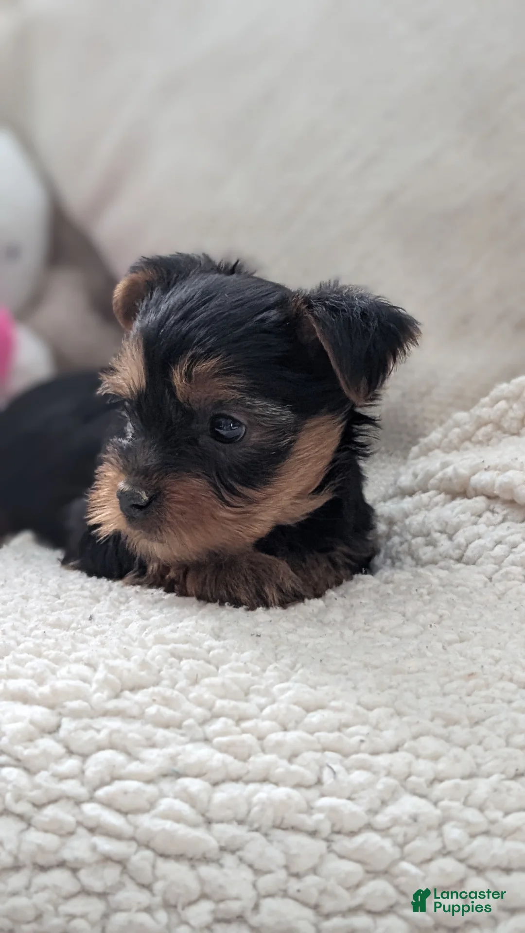 Yorkshire Terrier dogs for sale: Axel - Ad 7