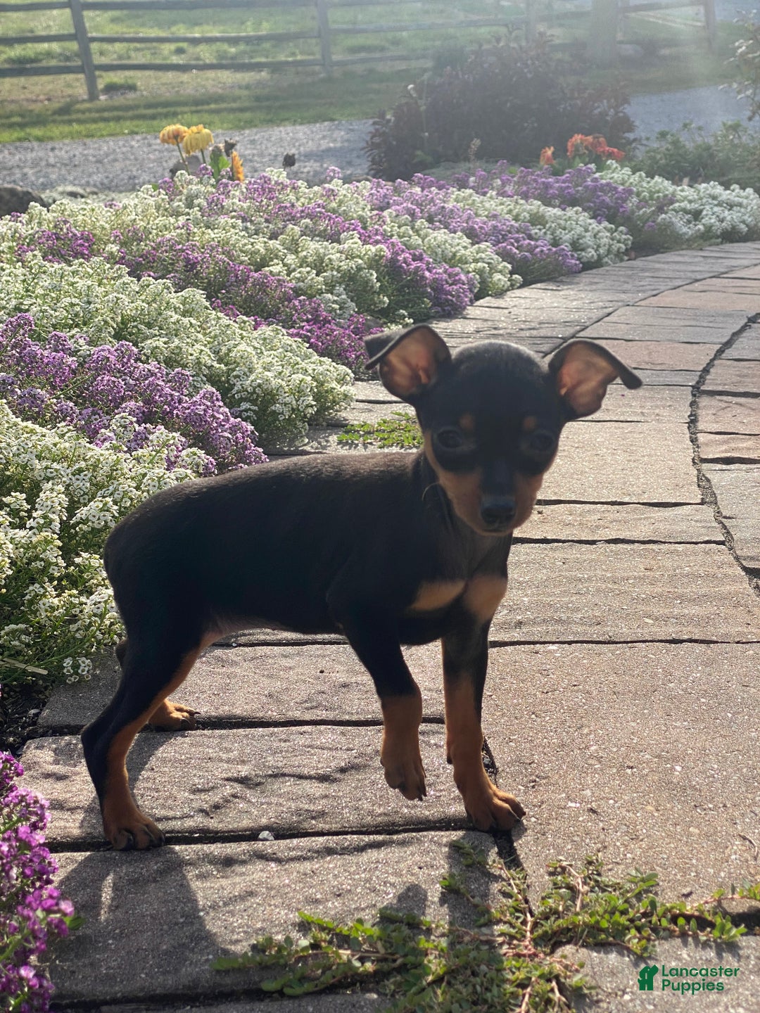 Miniature Pinscher dogs for sale: Quella - Ad 3