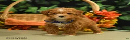 Miniature Poodle dogs for sale: George - Ad 5