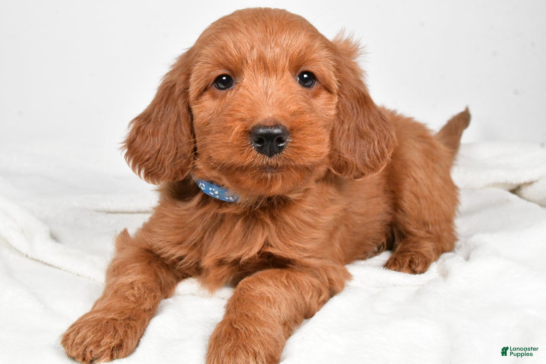 Goldendoodle dogs for sale: Pete-medium size  - Ad 3