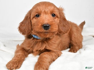 Goldendoodle dogs Pete - Ad 13