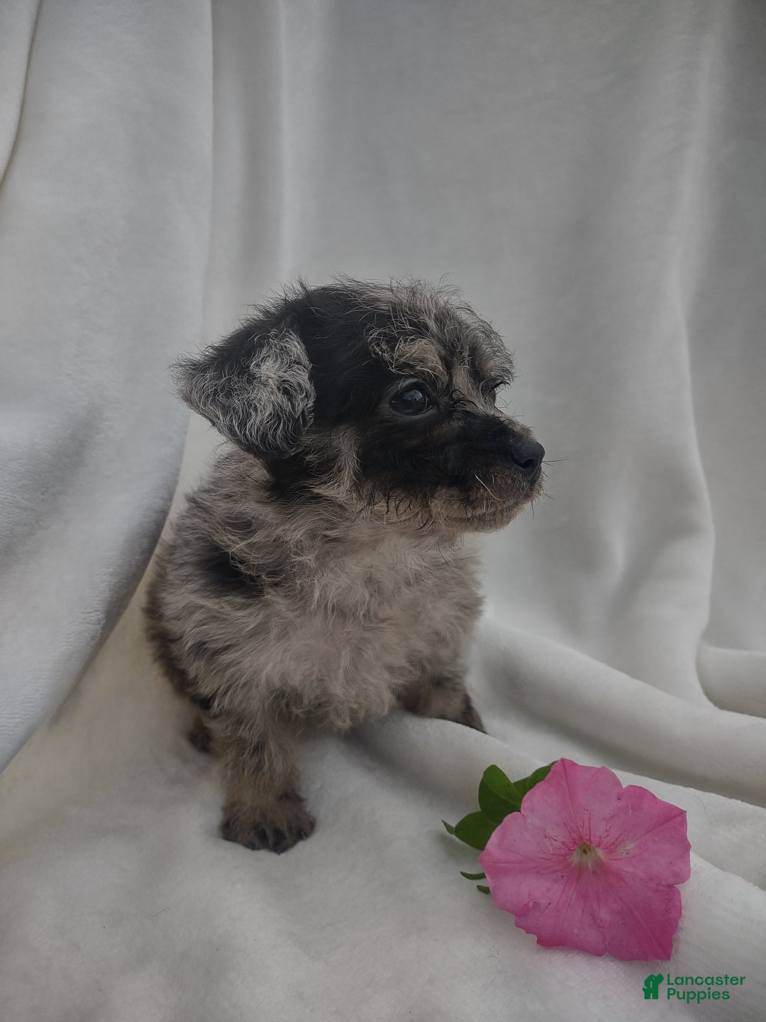 Chipoo dogs for sale: Jada - Ad 1