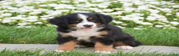 Bernese Mountain Dog dogs for sale: Reba - Ad 1