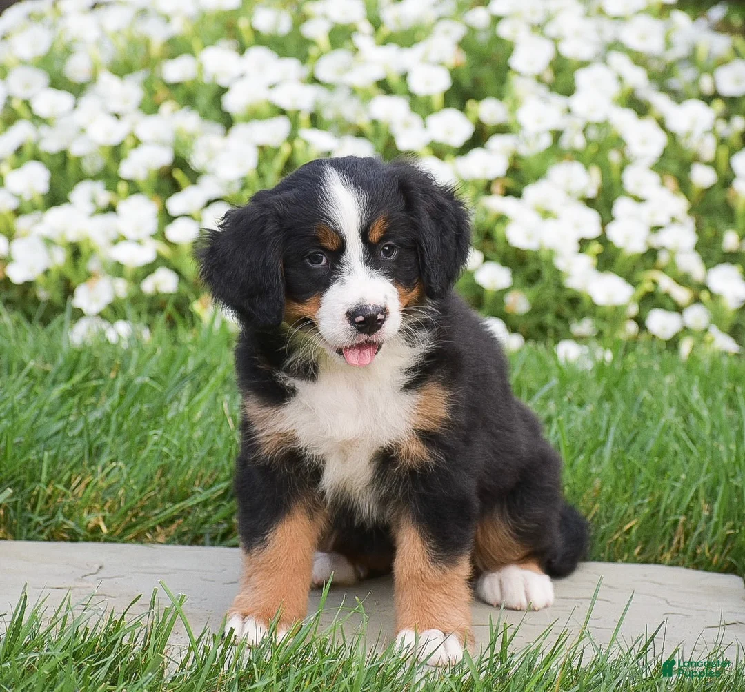 Bernese Mountain Dog dogs for sale: Reba - Ad 1