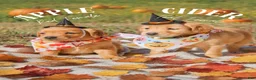 Golden Retriever dogs for sale: Golden Retriever 1 - Ad 6