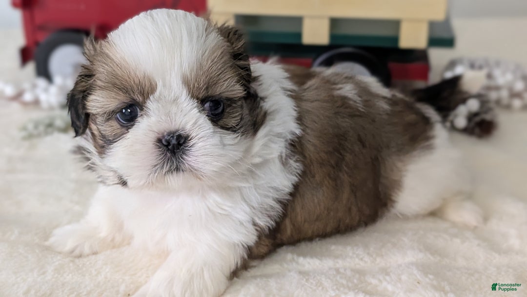 Shih Tzu dogs for sale: Tripp  - Ad 11