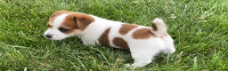 Jack Russell Terrier dogs for sale: Elisha - Ad 3