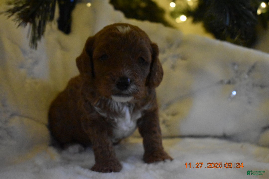 Cavapoo dogs for sale: Cavapoo Puppy 1 - Ad 7