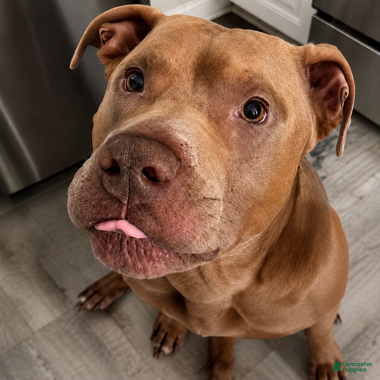 Mixed Breed dogs for stud: Famous Pitbull Stafford Mix Stud (@pitbull.benji) - Ad 1