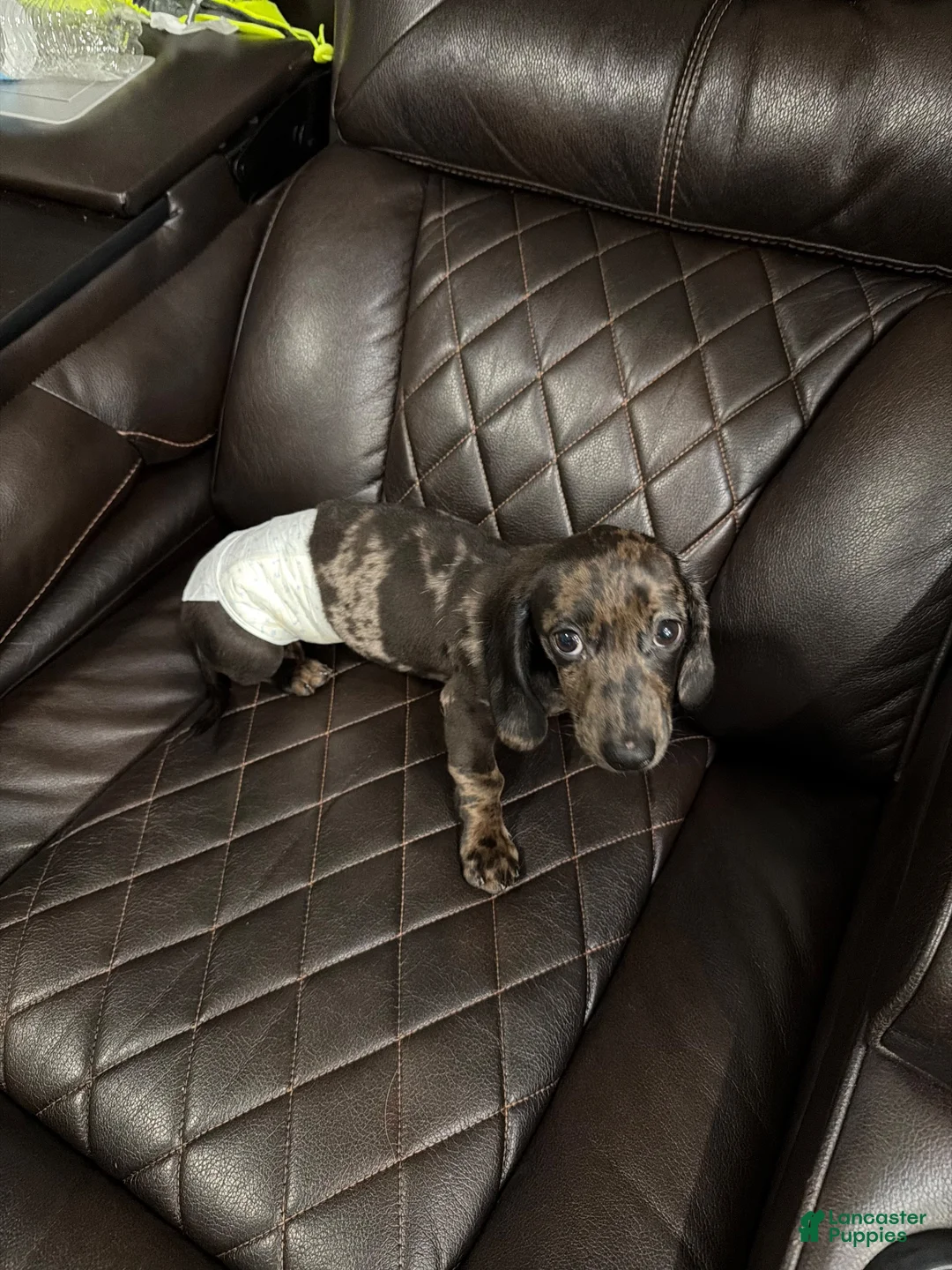 Miniature Dachshund dogs for sale: Miniature Dachshund 1 - Ad 2
