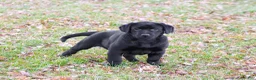 Labrador Retriever dogs for sale: Leah - Ad 4