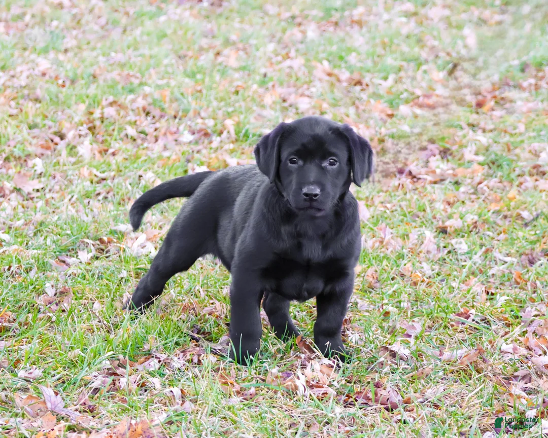 Labrador Retriever dogs for sale: Leah - Ad 4
