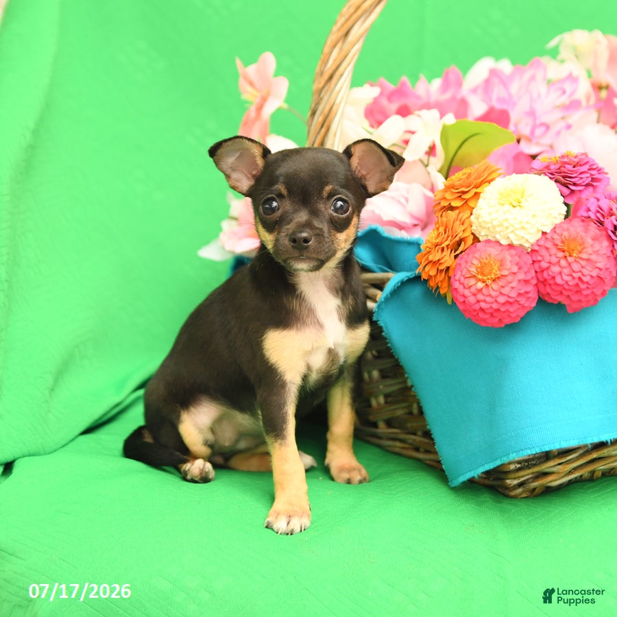 Chihuahua dogs Fancy - Ad 2