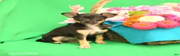 Chihuahua dogs for sale: Fancy - Ad 2