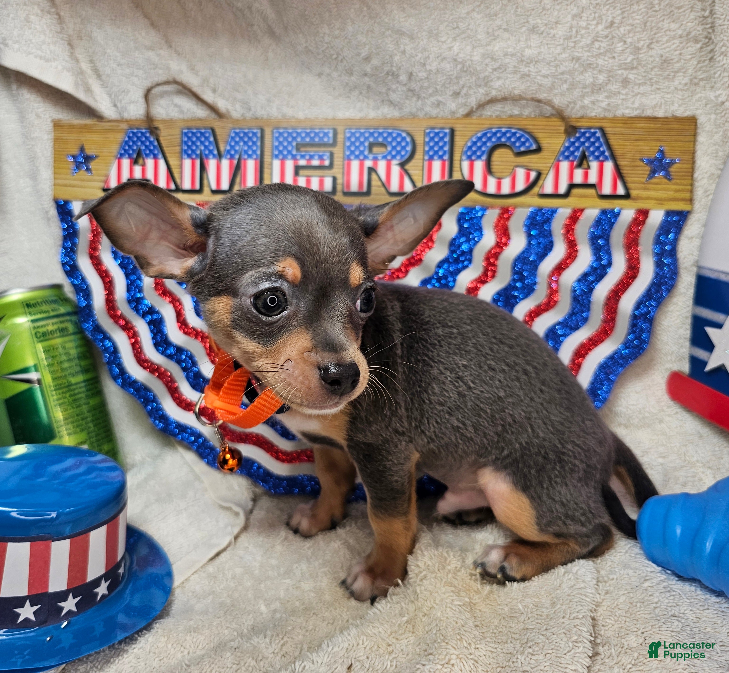 Chihuahua dogs Astro-nut  - Ad 28