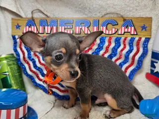 Chihuahua dogs Astro-nut - Ad 4