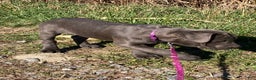Cane Corso dogs for sale: Daffodil  - Ad 2
