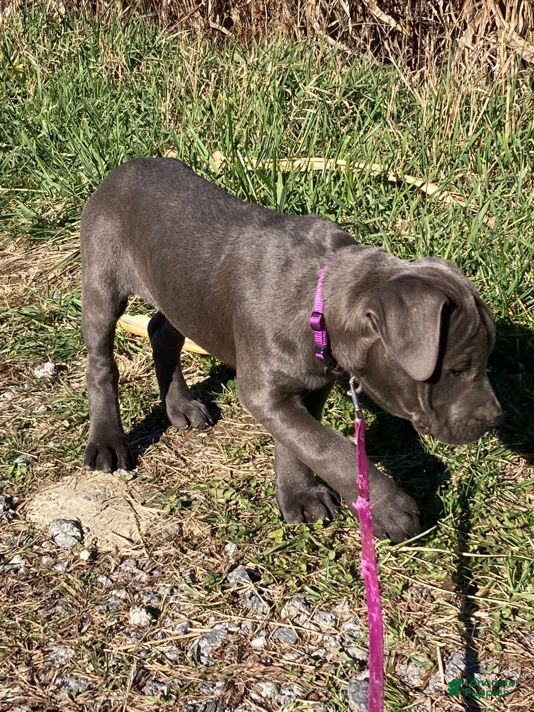 Cane Corso dogs for sale: Daffodil  - Ad 2