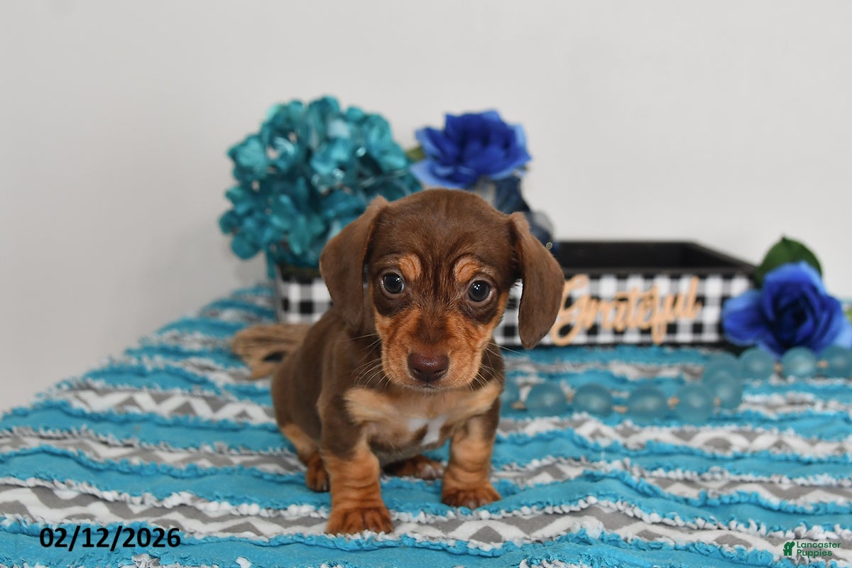Miniature Dachshund dogs for sale: Cole - Ad 1