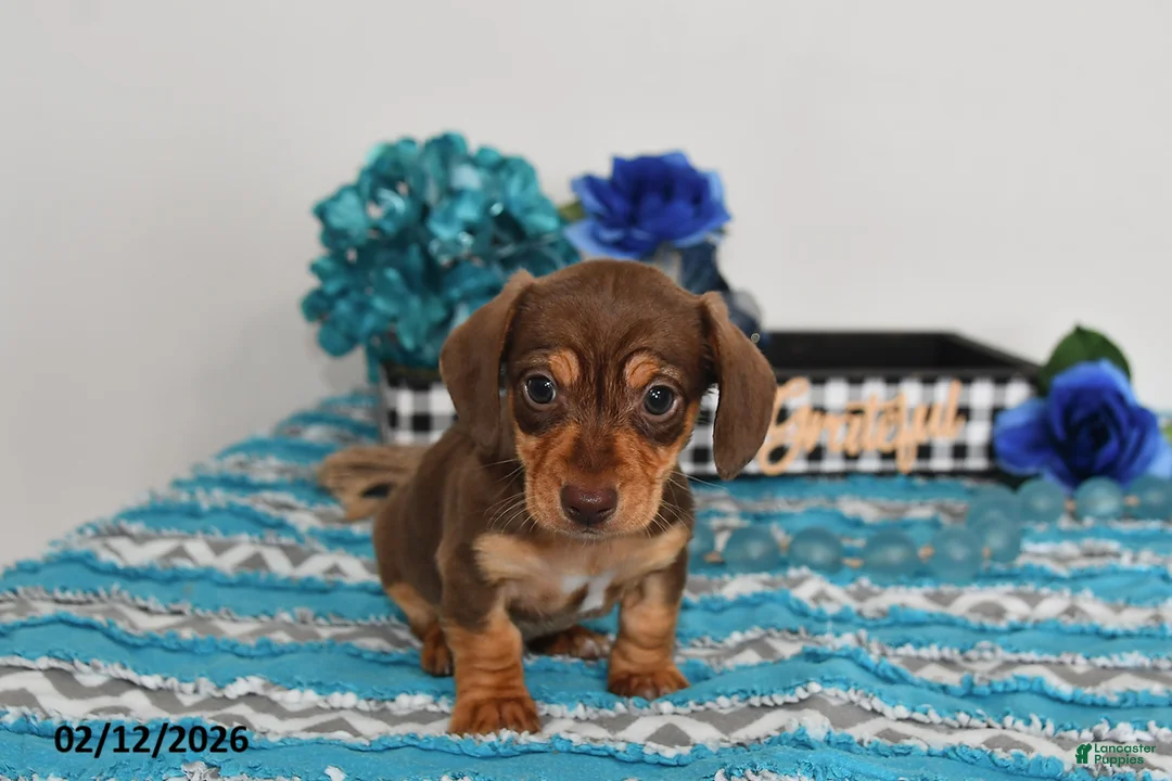 Miniature Dachshund dogs for sale: Cole - Ad 1