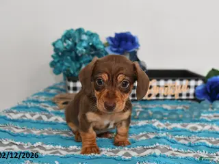 Miniature Dachshund dogs for sale: Cole - Ad 1