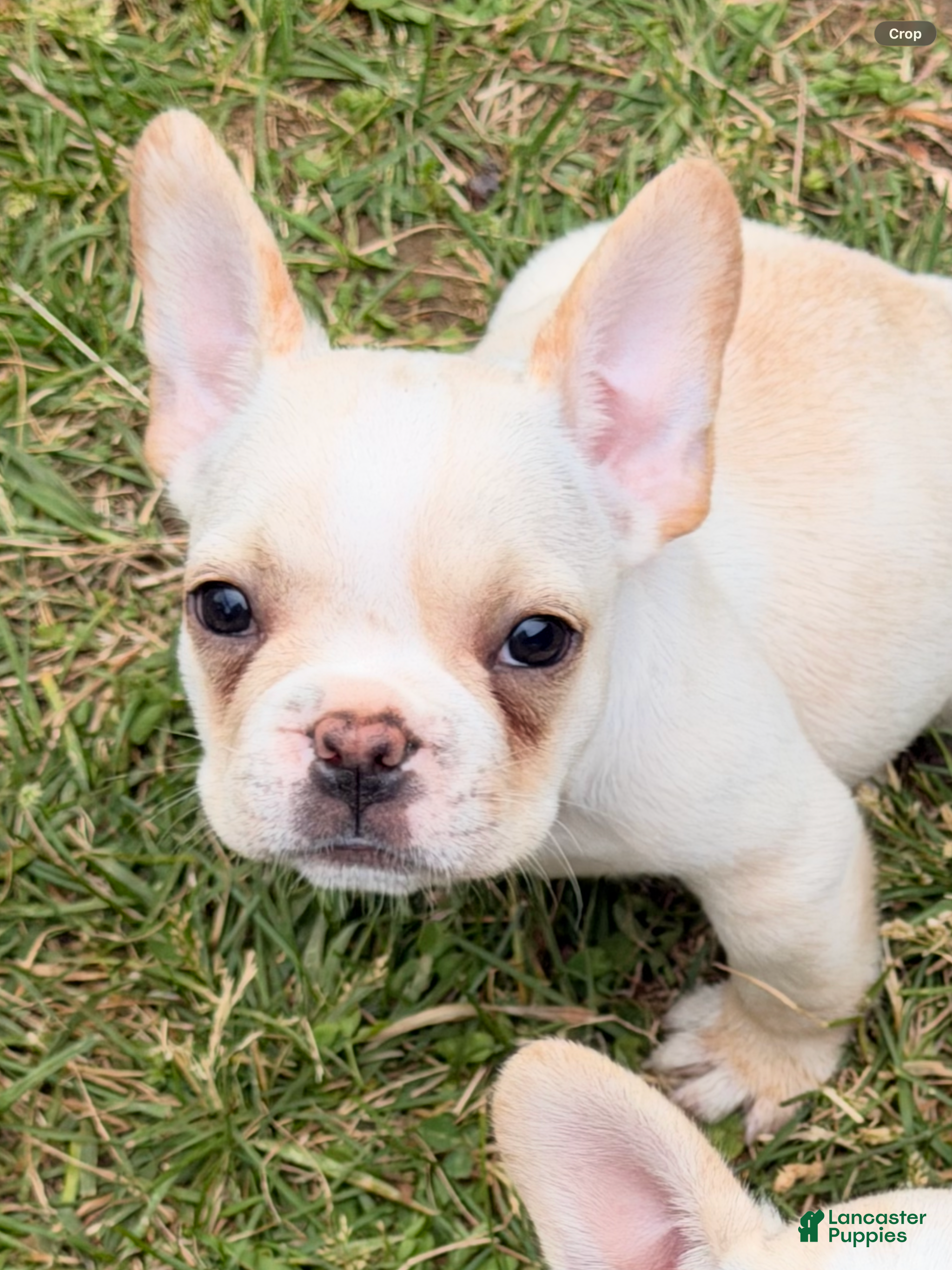 French Bulldog dogs for sale: Cooper Puppy 3 - Ad 4