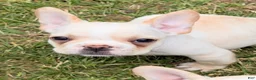 French Bulldog dogs for sale: Cooper Puppy 3 - Ad 1