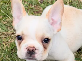 French Bulldog dogs for sale: Cooper Puppy 3 - Ad 4