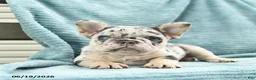 French Bulldog dogs for sale: Diamond  - Ad 3