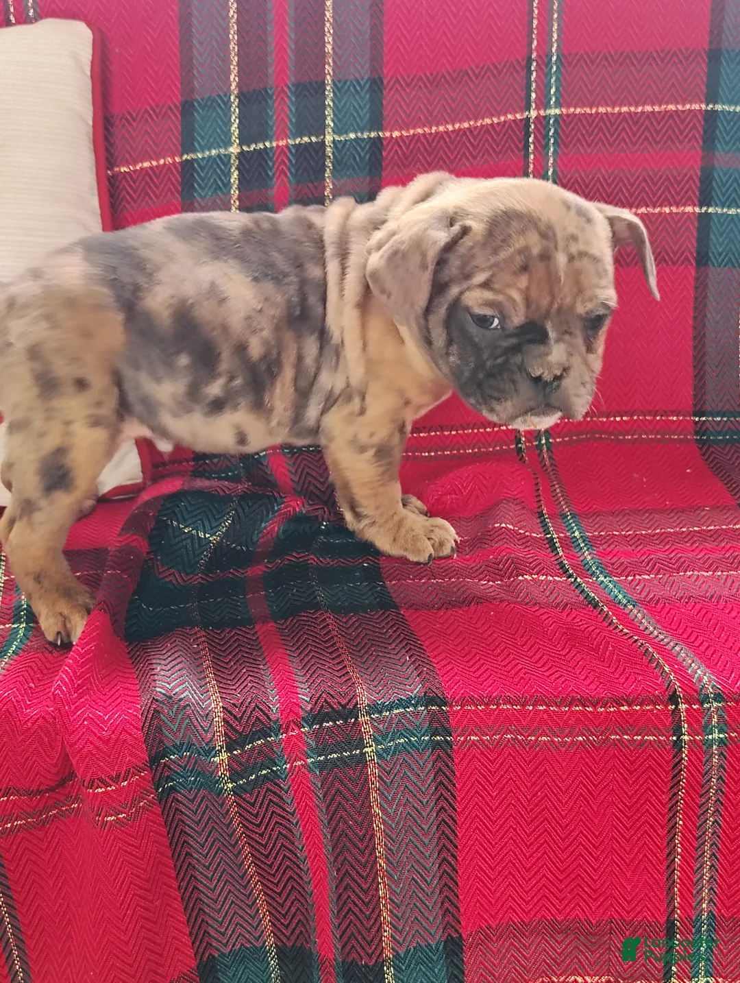 Olde English Bulldogge dogs for sale: Frankie  - Ad 3