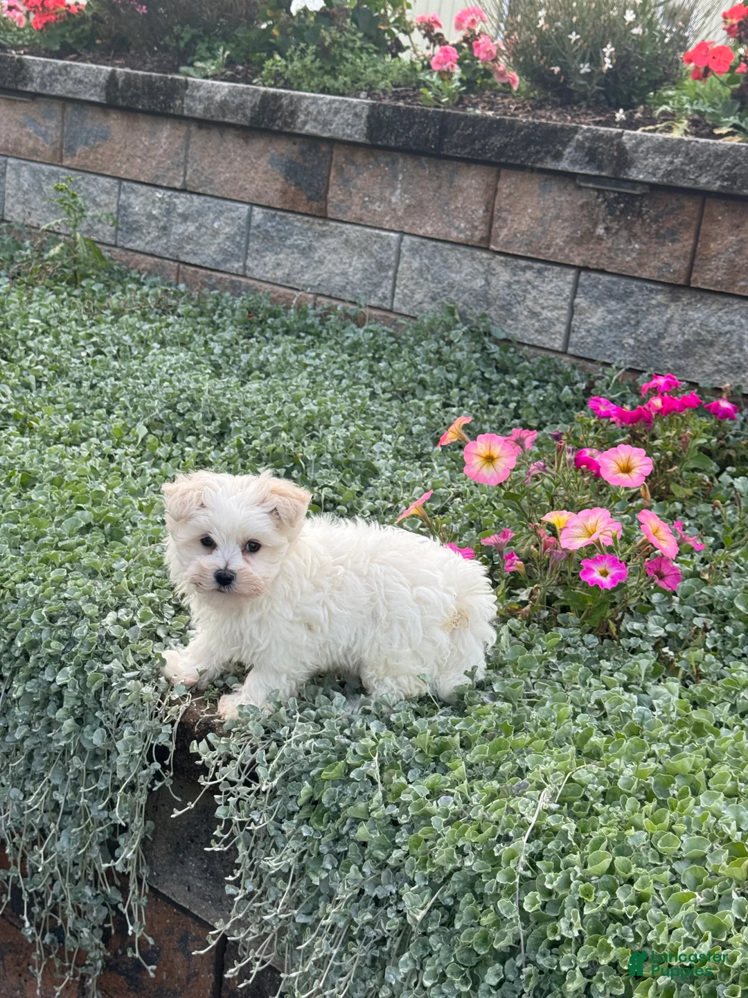 Maltese dogs for sale: Mason 🍁 - Ad 7