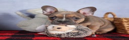 Frenchton dogs for sale: NEVA - Ad 9