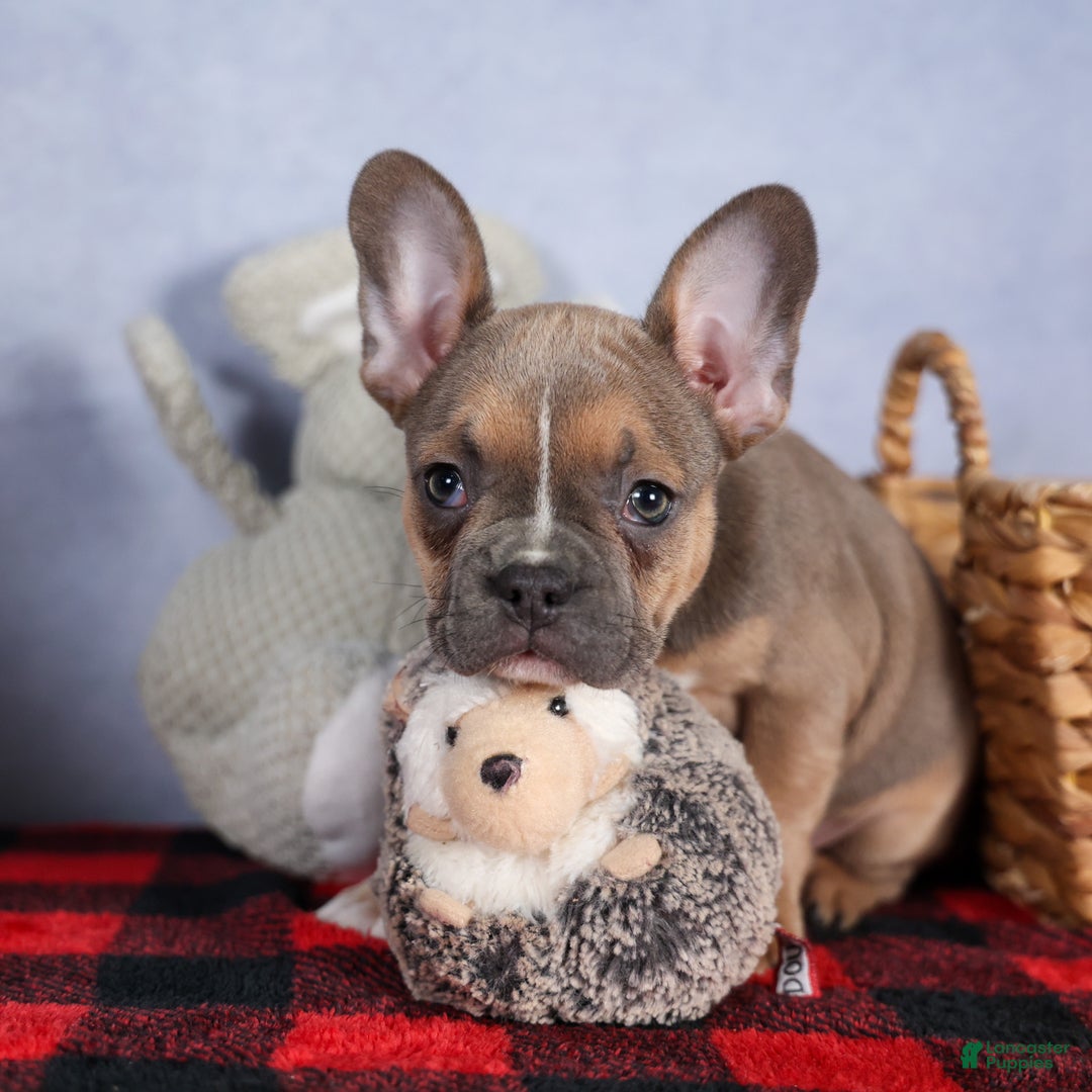 Frenchton dogs for sale: NEVA - Ad 9