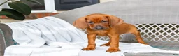 Redbone Coonhound dogs for sale: Briar - Ad 5