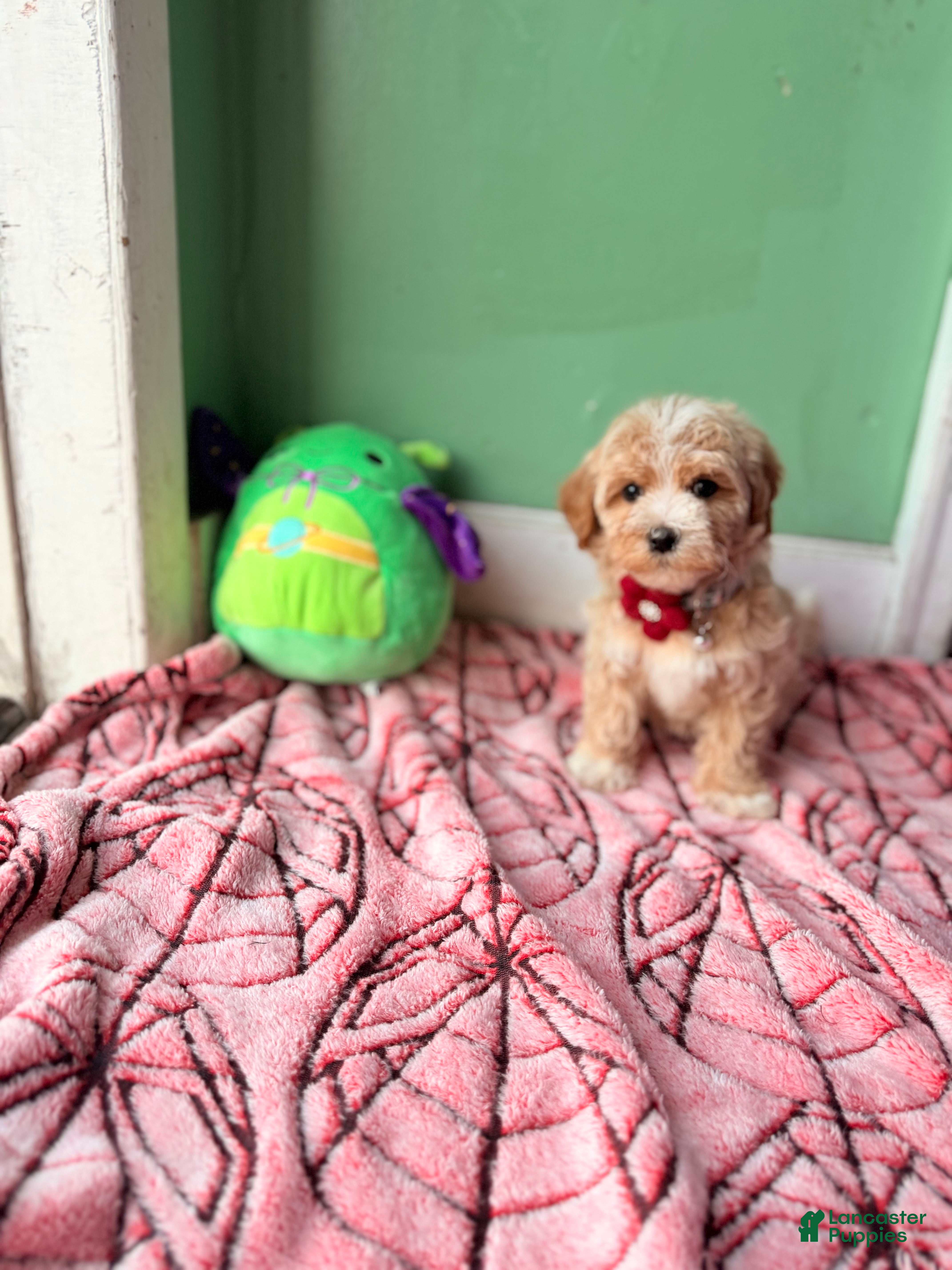 Havapoo dogs Daisy - Ad 2