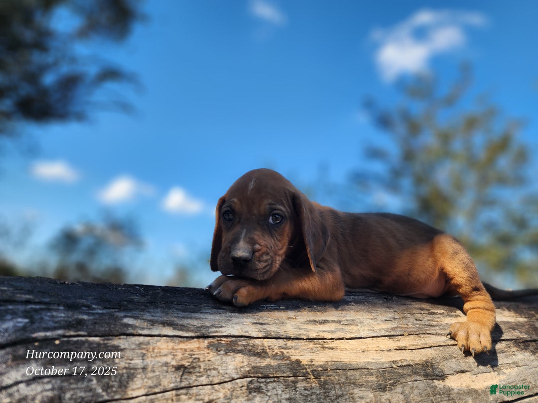 Mixed Breed dogs for sale: Fall 2025 Bloodahoula Male 2 - Ad 9