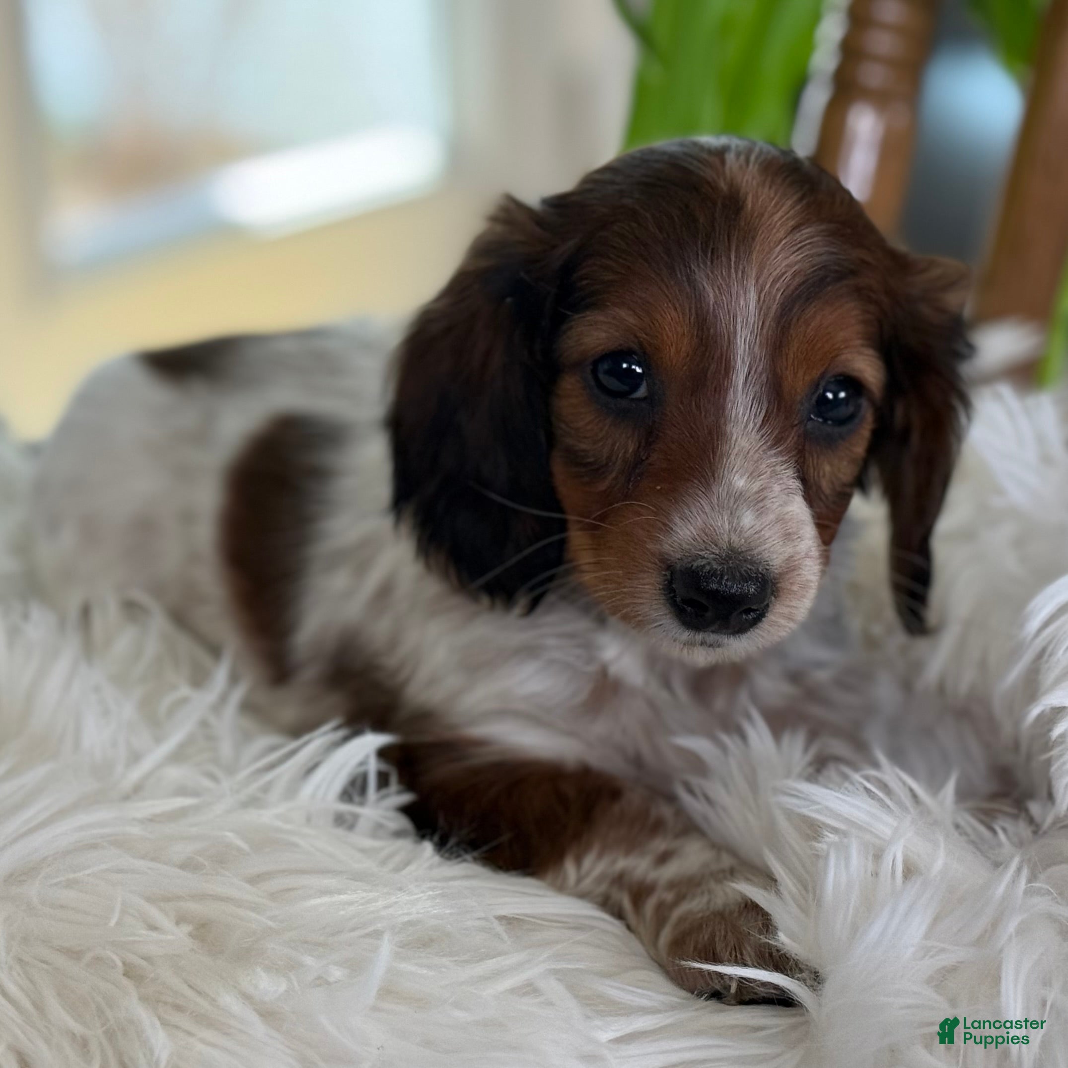 Miniature Dachshund dogs Harlowe - Ad 1