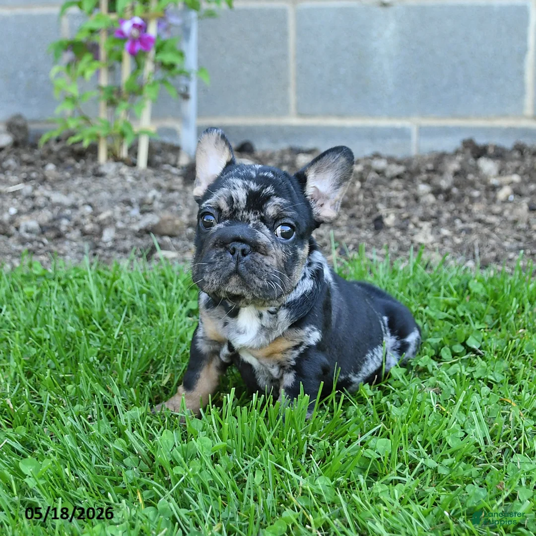 French Bulldog dogs for sale: Cleo - Ad 3