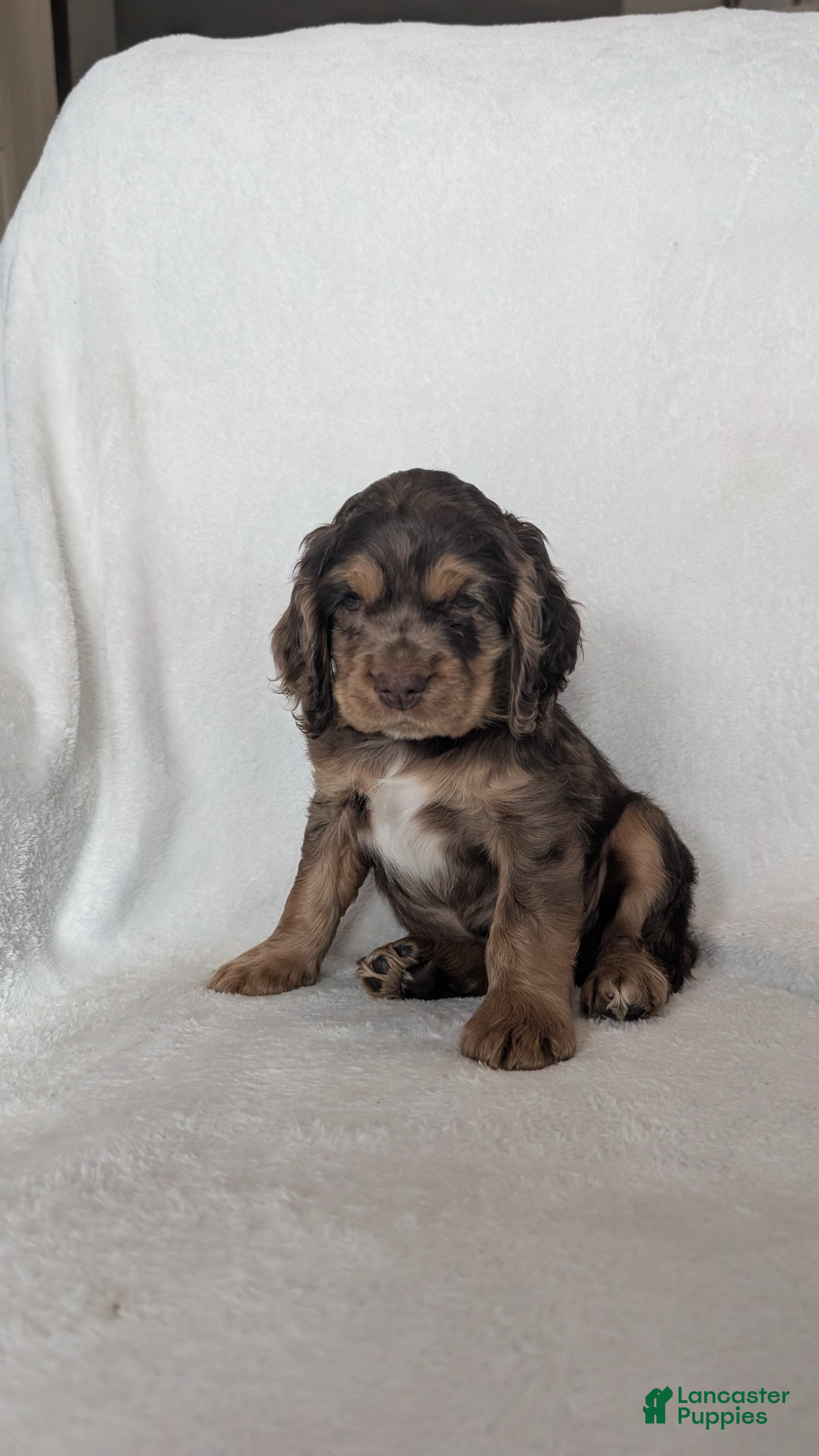 Cocker Spaniel dogs Tootsie  - Ad 1