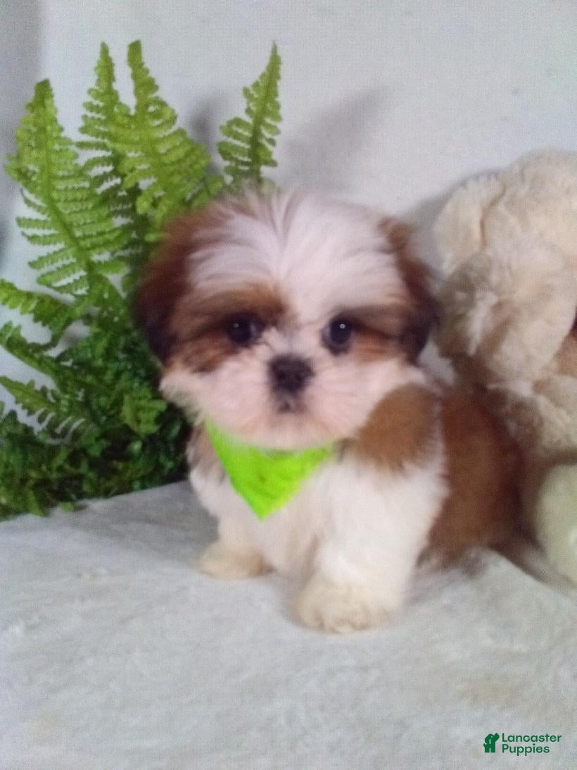 Shih Tzu dogs Cody - Ad 2