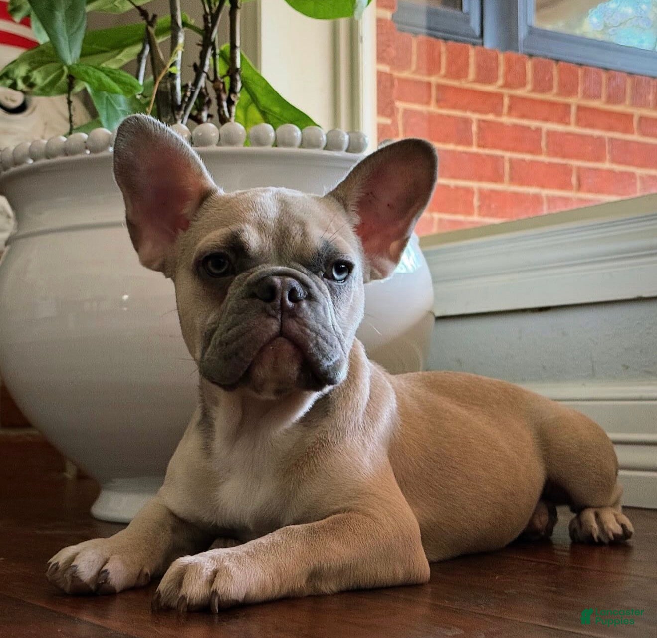 French Bulldog dogs French Bulldog Puppy 2 - Ad 2