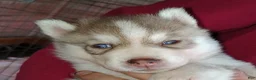 Siberian Husky dogs for sale: Sean - Ad 1